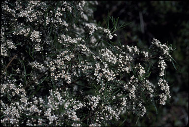 APII jpeg image of Zieria granulata  © contact APII