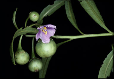 APII jpeg image of Solanum simile  © contact APII