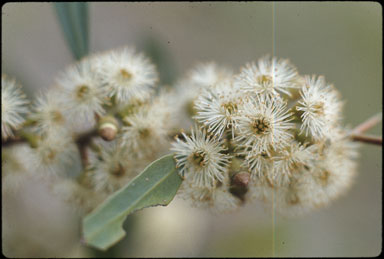 APII jpeg image of Eucalyptus porosa  © contact APII