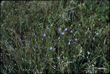 APII jpeg image of Wahlenbergia fluminalis  © contact APII