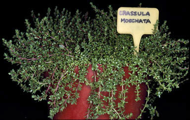 APII jpeg image of Crassula moschata  © contact APII