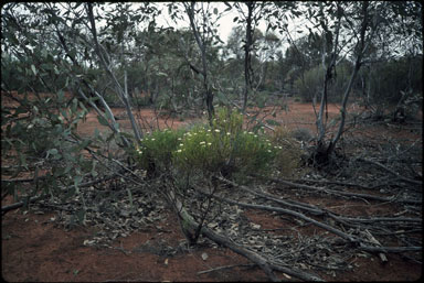 APII jpeg image of Olearia passerinoides subsp. passerinoides  © contact APII