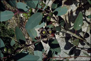 APII jpeg image of Eucalyptus preissiana  © contact APII