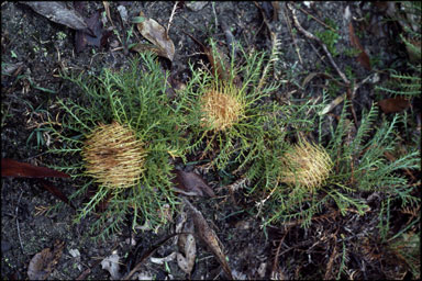 APII jpeg image of Banksia fraseri var. fraseri  © contact APII