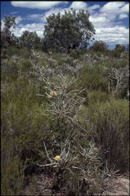APII jpeg image of Banksia elegans  © contact APII