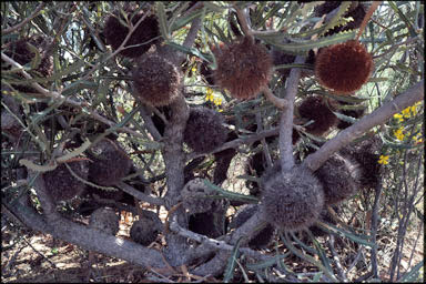 APII jpeg image of Banksia laevigata var. fuscolutea  © contact APII