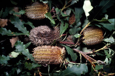 APII jpeg image of Banksia quercifolia  © contact APII