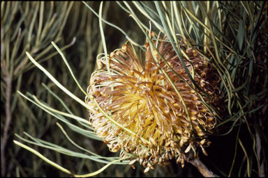 APII jpeg image of Banksia sphaerocarpa var. sphaerocarpa  © contact APII