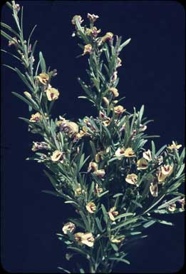 APII jpeg image of Bossiaea linophylla  © contact APII