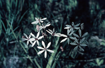 APII jpeg image of Burchardia multiflora  © contact APII