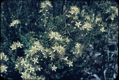 APII jpeg image of Calytrix angulata  © contact APII
