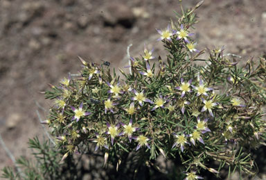 APII jpeg image of Calytrix tenuifolia  © contact APII