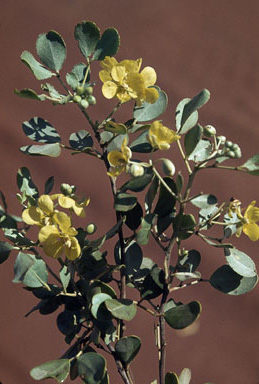 APII jpeg image of Cassia oligophylla  © contact APII