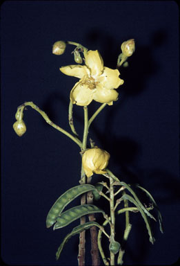 APII jpeg image of Cochlospermum heteroneurum  © contact APII