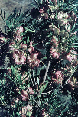 APII jpeg image of Dodonaea attenuata  © contact APII