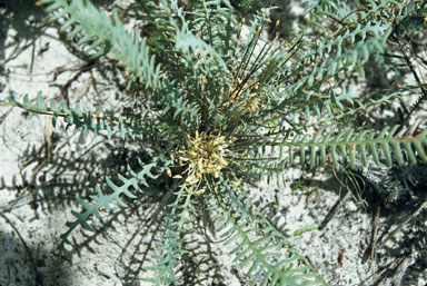 APII jpeg image of Banksia nana  © contact APII