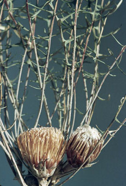 APII jpeg image of Banksia alliacea  © contact APII