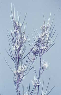 APII jpeg image of Grevillea acacioides  © contact APII