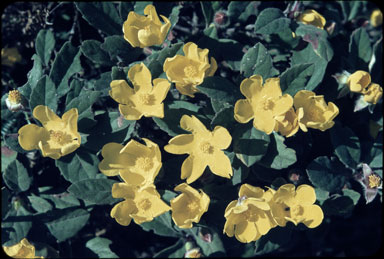 APII jpeg image of Hibbertia lasiopus  © contact APII