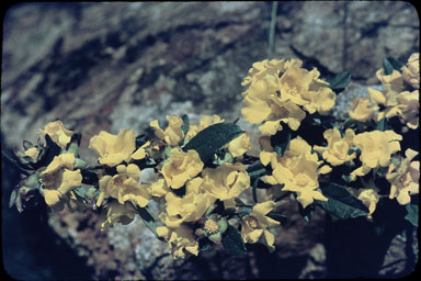 APII jpeg image of Hibbertia montana  © contact APII