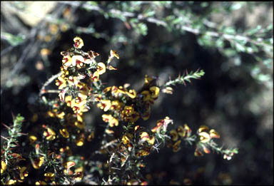 APII jpeg image of Mirbelia microphylla  © contact APII