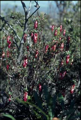 APII jpeg image of Darwinia macrostegia  © contact APII