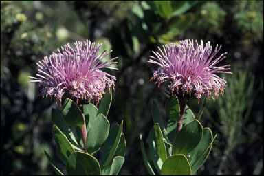 APII jpeg image of Isopogon latifolius  © contact APII