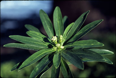 APII jpeg image of Euphorbia norfolkiana  © contact APII