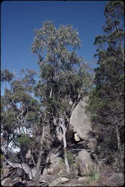 APII jpeg image of Eucalyptus scoparia  © contact APII