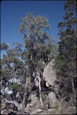 APII jpeg image of Eucalyptus scoparia  © contact APII