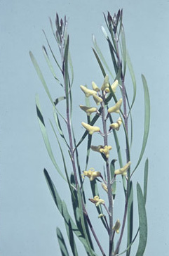APII jpeg image of Persoonia comata  © contact APII