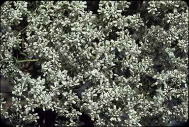 APII jpeg image of Poranthera huegelii  © contact APII