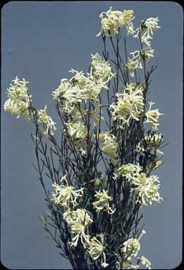 APII jpeg image of Pimelea longiflora  © contact APII