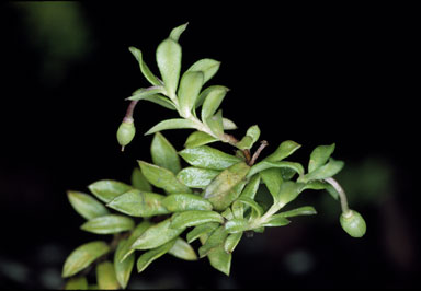 APII jpeg image of Rhytidosporum alpinum  © contact APII