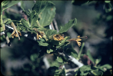 APII jpeg image of Scaevola tomentosa  © contact APII