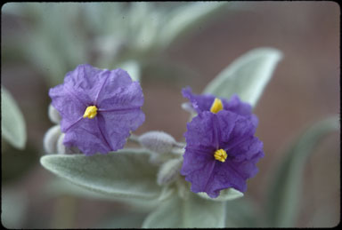 APII jpeg image of Solanum lasiophyllum  © contact APII