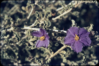 APII jpeg image of Solanum oldfieldii var. plicatile  © contact APII