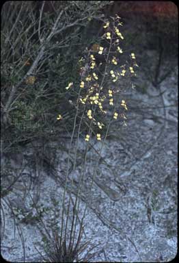 APII jpeg image of Stylidium luteum  © contact APII