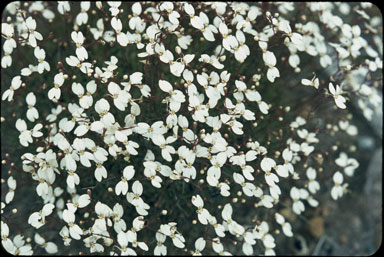 APII jpeg image of Stylidium spathulatum  © contact APII