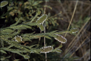 APII jpeg image of Pterocaulon glandulosum  © contact APII