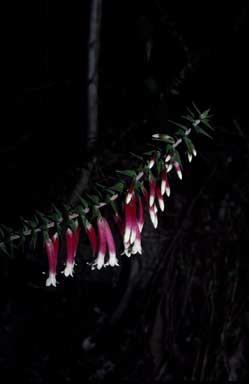 APII jpeg image of Epacris longiflora  © contact APII