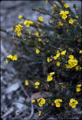 APII jpeg image of Hibbertia microphylla  © contact APII