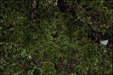 APII jpeg image of Leucobryum brachyphyllum  © contact APII