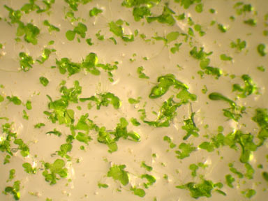 APII jpeg image of Sphagnum cristatum  © contact APII