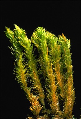 APII jpeg image of Macromitrium involutifolium subsp. ptychomitrioides  © contact APII