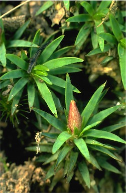 APII jpeg image of Dawsonia longiseta  © contact APII