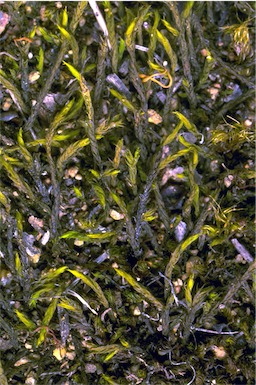 APII jpeg image of Triquetrella papillata  © contact APII