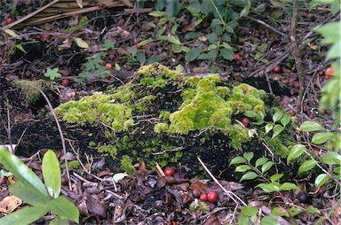 APII jpeg image of Leucobryum subcorophyllosum  © contact APII