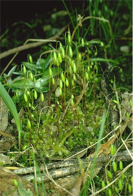 APII jpeg image of Bryum sp  © contact APII