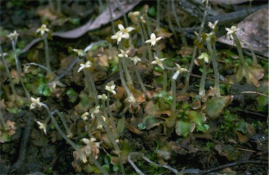 APII jpeg image of Lunularia cruciata  © contact APII